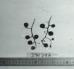 Click for 1 image(s) for this accession. FRUIT